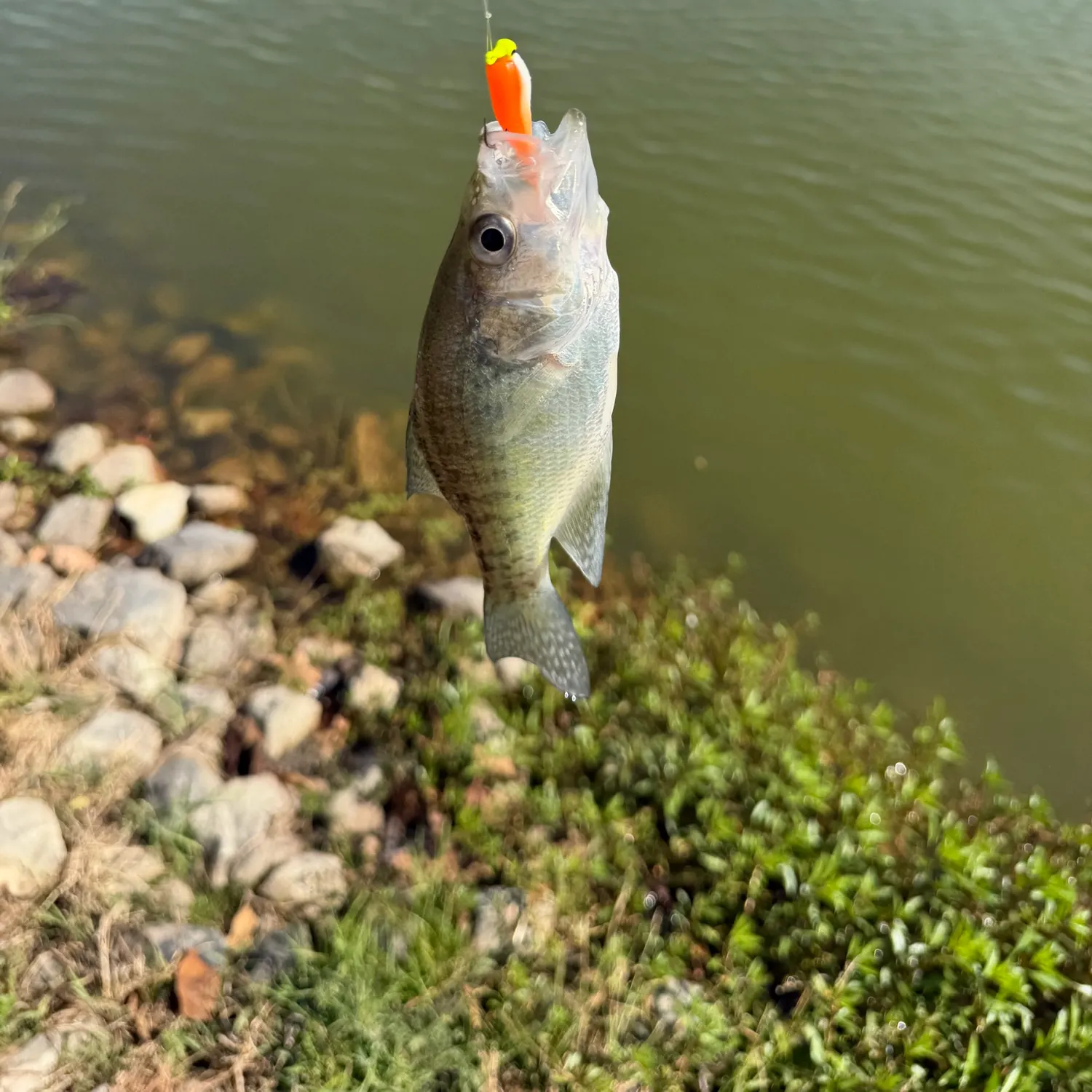 White crappie caught on Fishbrain