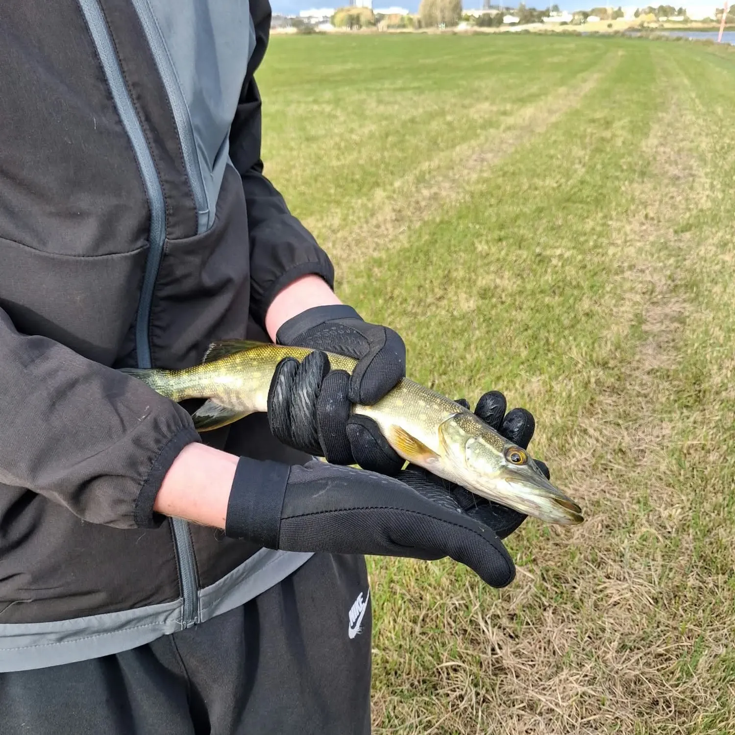 Northern pike caught on Fishbrain