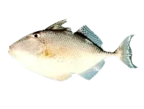 Starry triggerfish