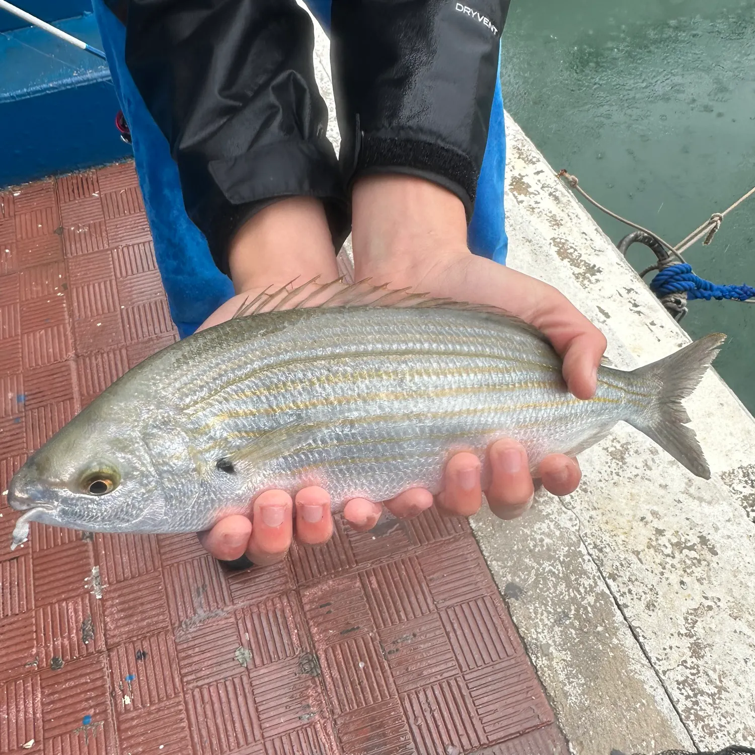 The most recent Golden grey mullet catches on Fishbrain