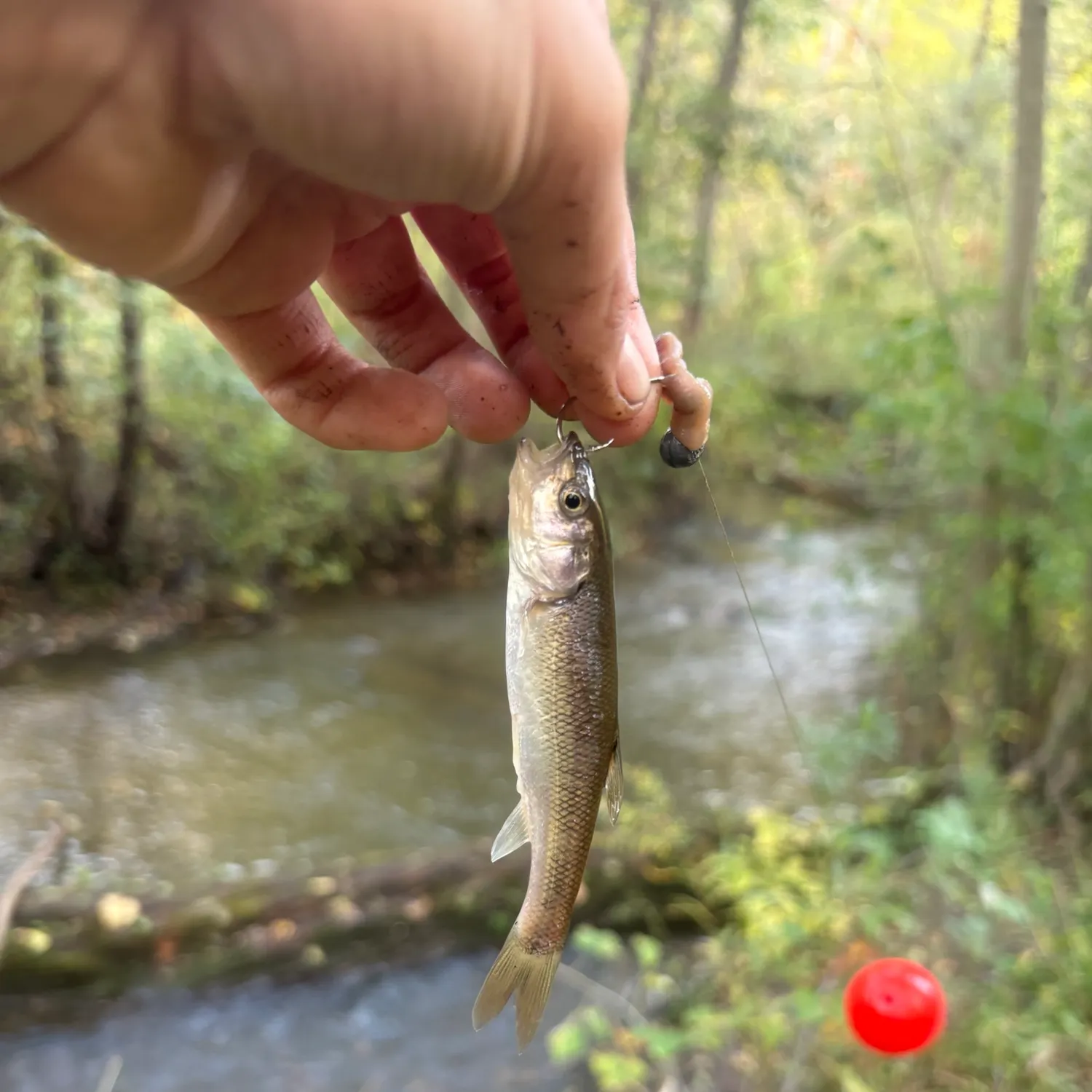 Creek chub caught on Fishbrain