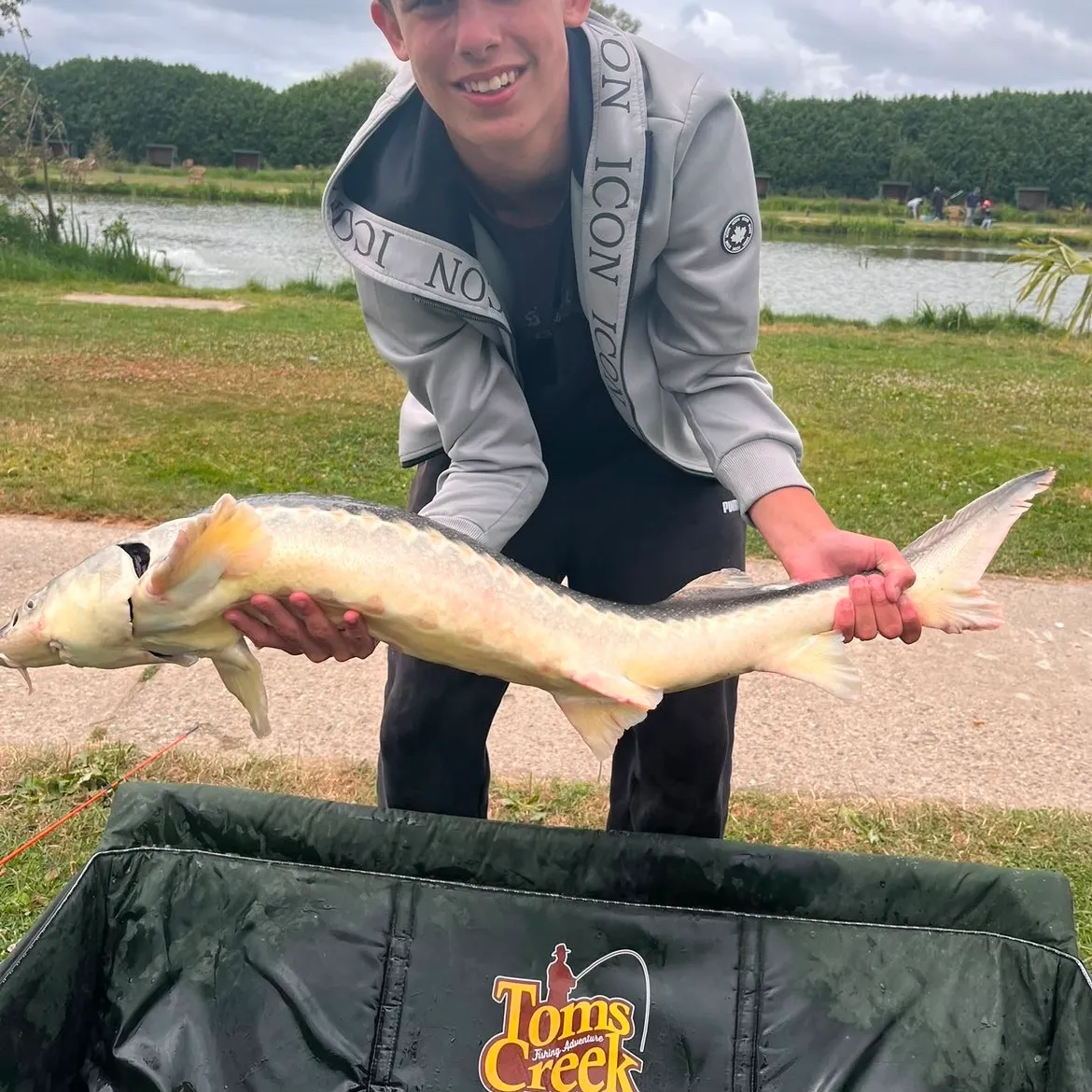 White sturgeon caught on Fishbrain