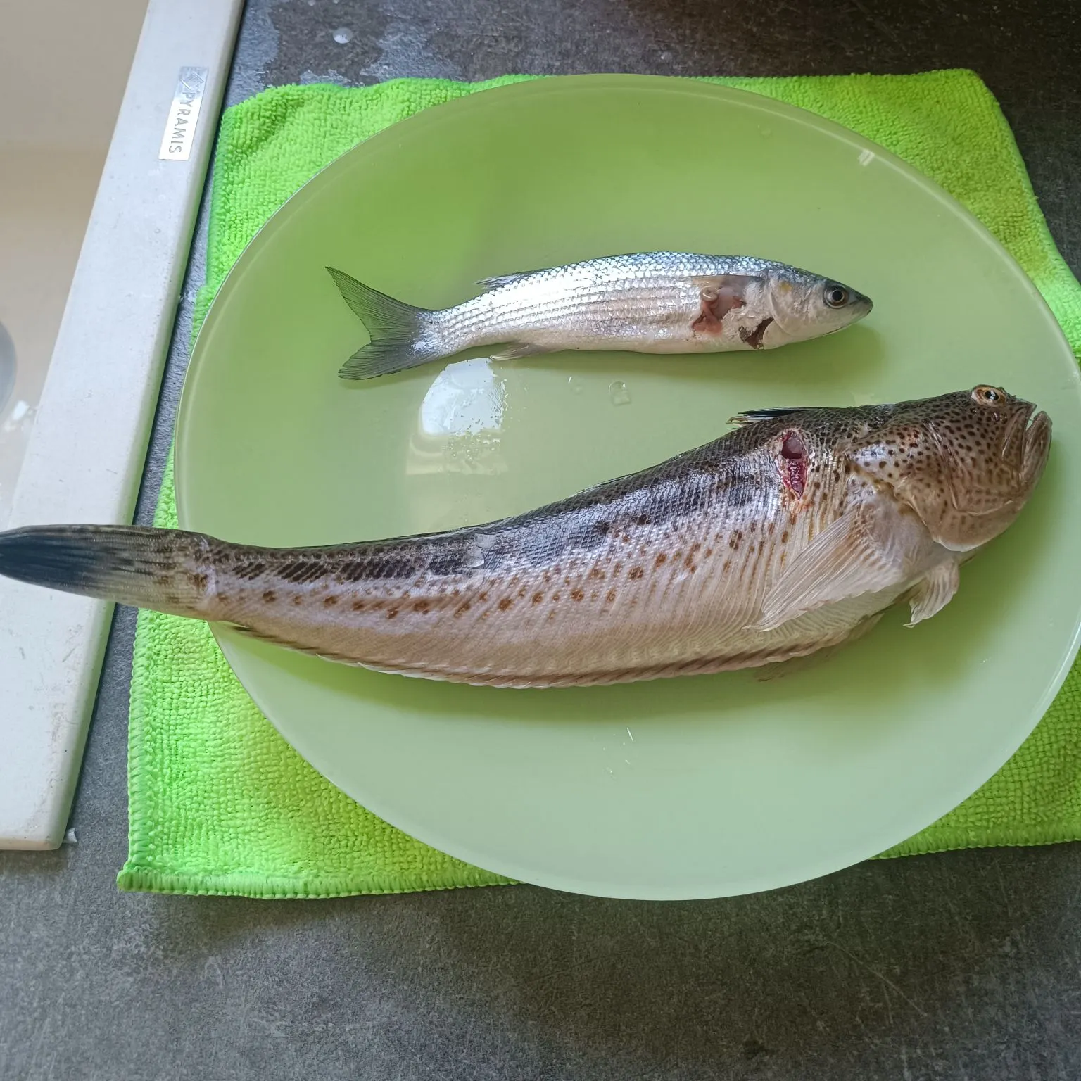 The most recent Greater weever catches on Fishbrain