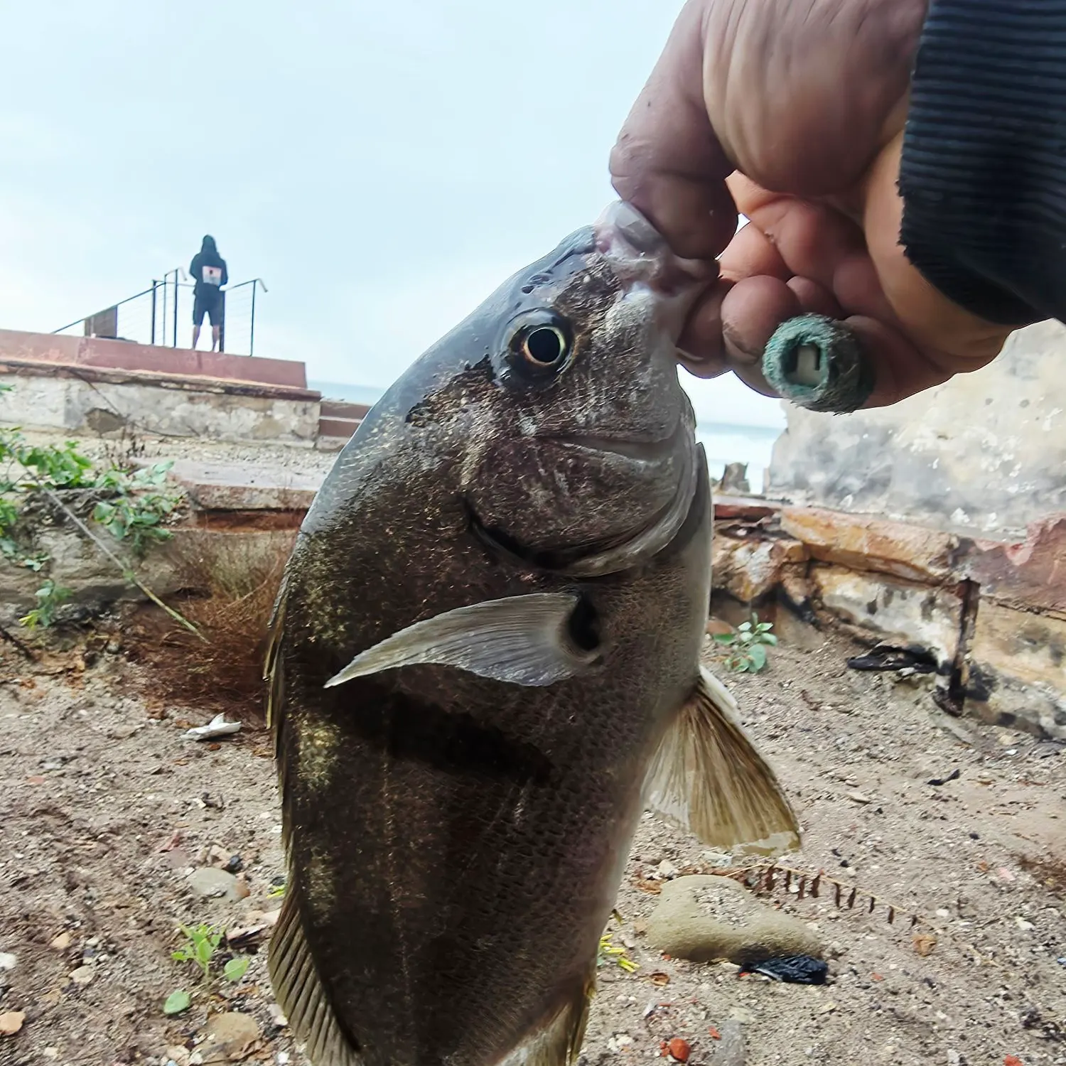 Fish caught on Fishbrain