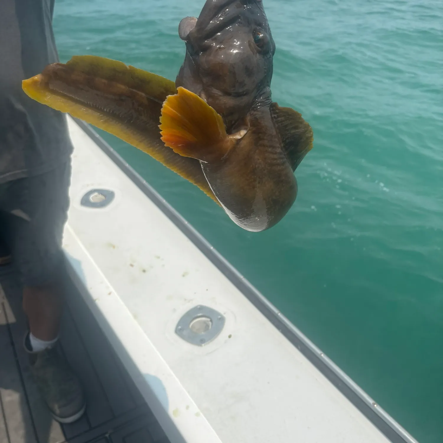 The most recent Striped searobin catches on Fishbrain