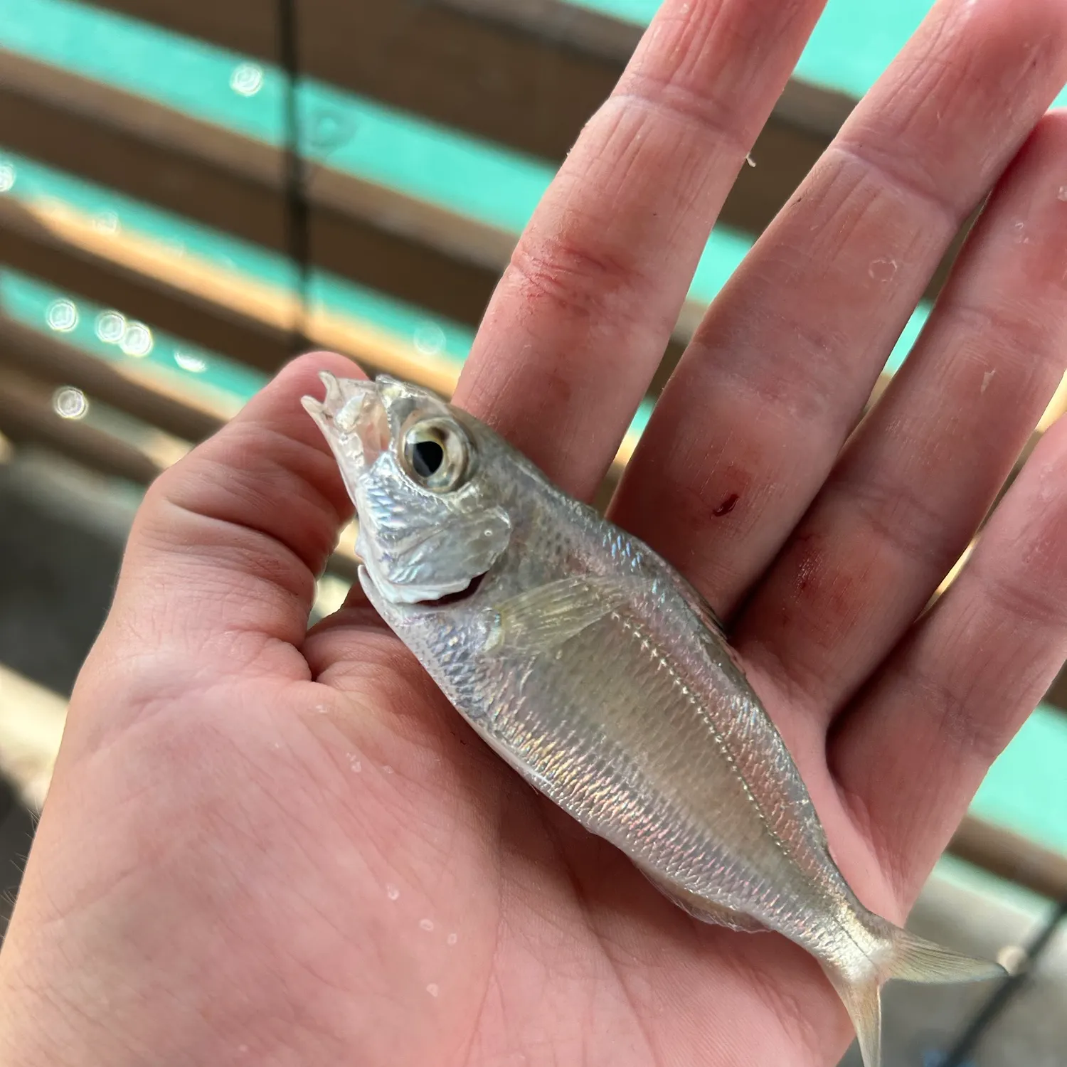 The most recent Bigeye mojarra catches on Fishbrain