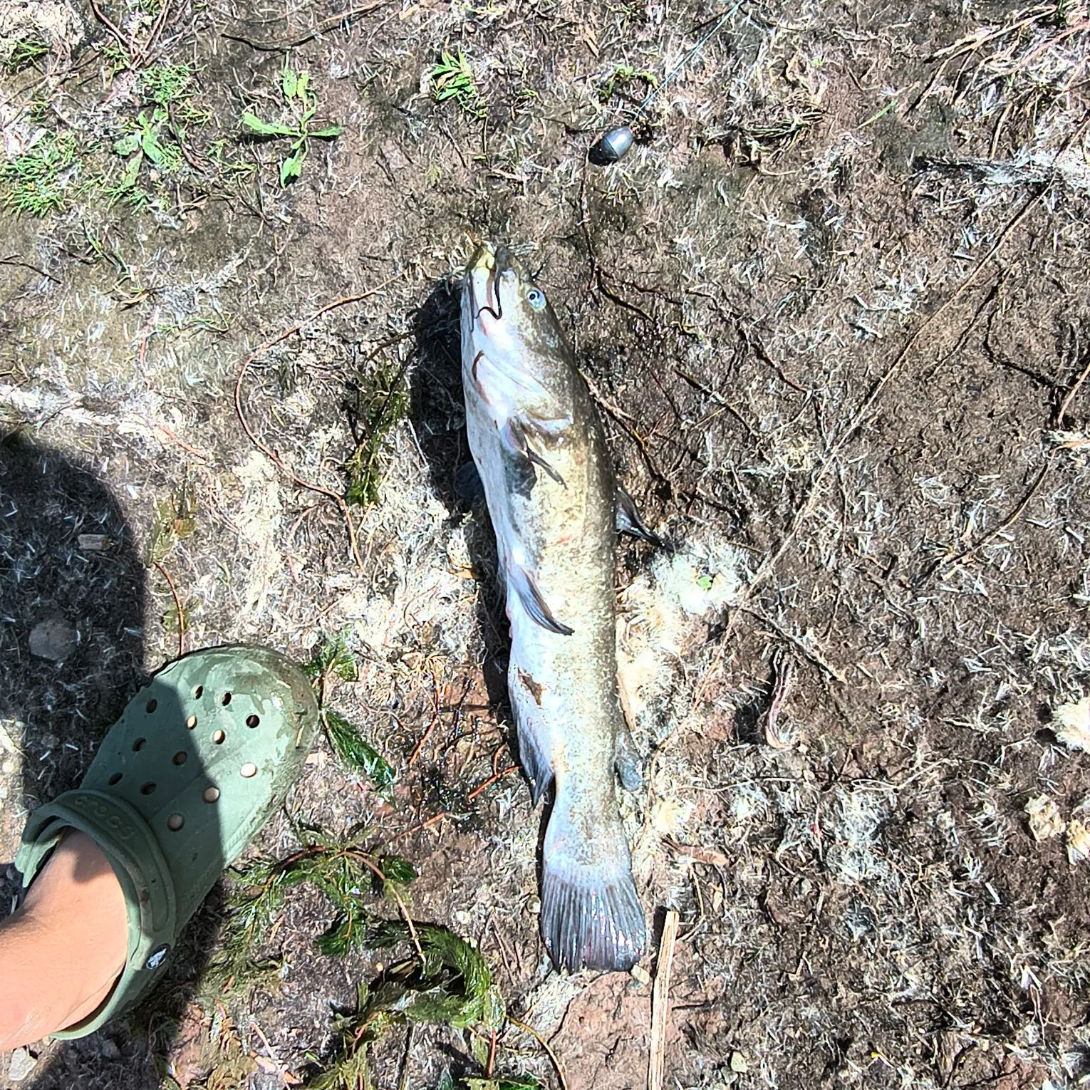 Fish caught on Fishbrain