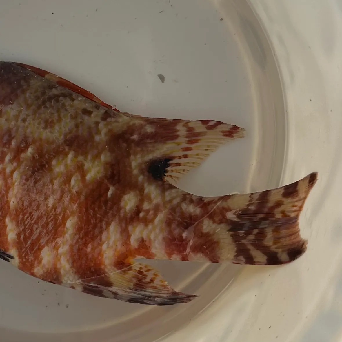 The most recent Hogfish catches on Fishbrain