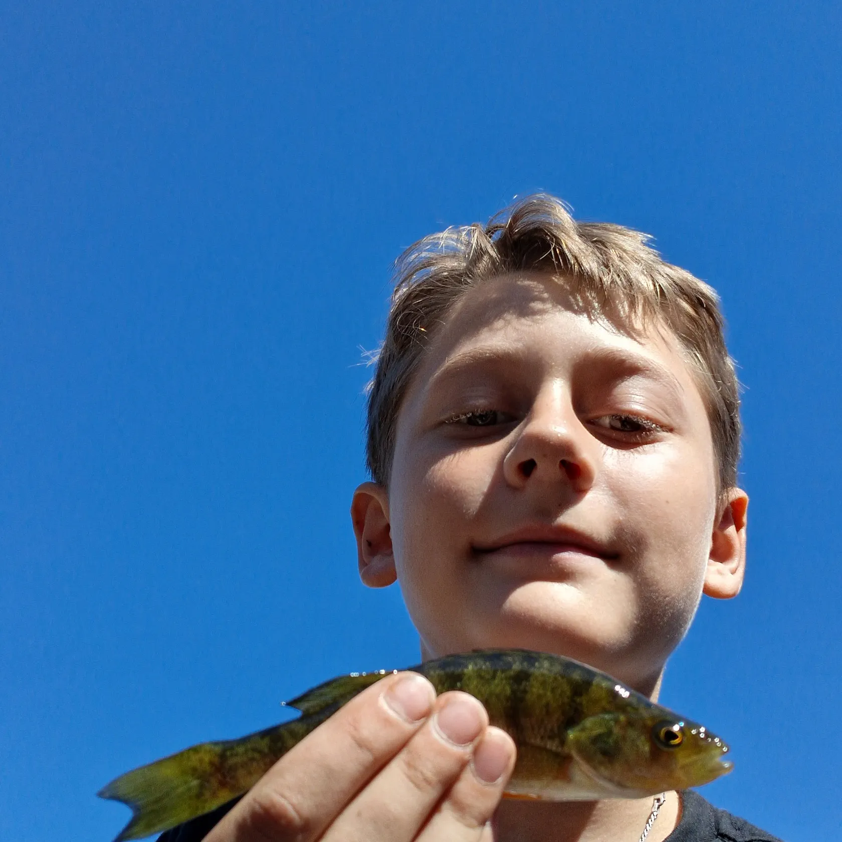Yellow perch caught on Fishbrain
