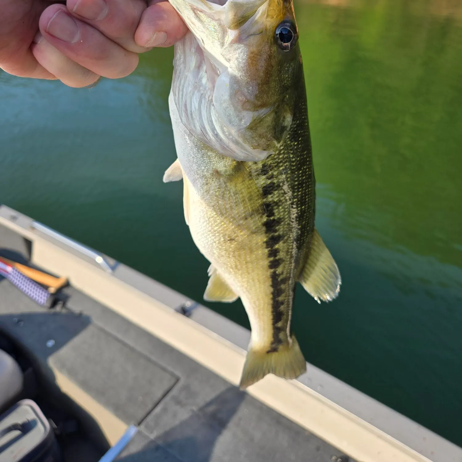 Spotted bass caught on Fishbrain