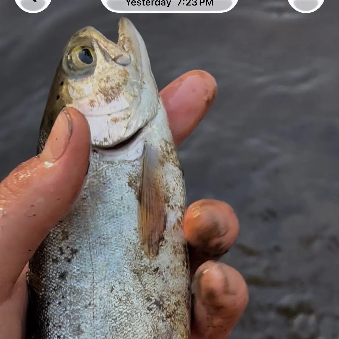 The most recent Rainbow trout catches on Fishbrain