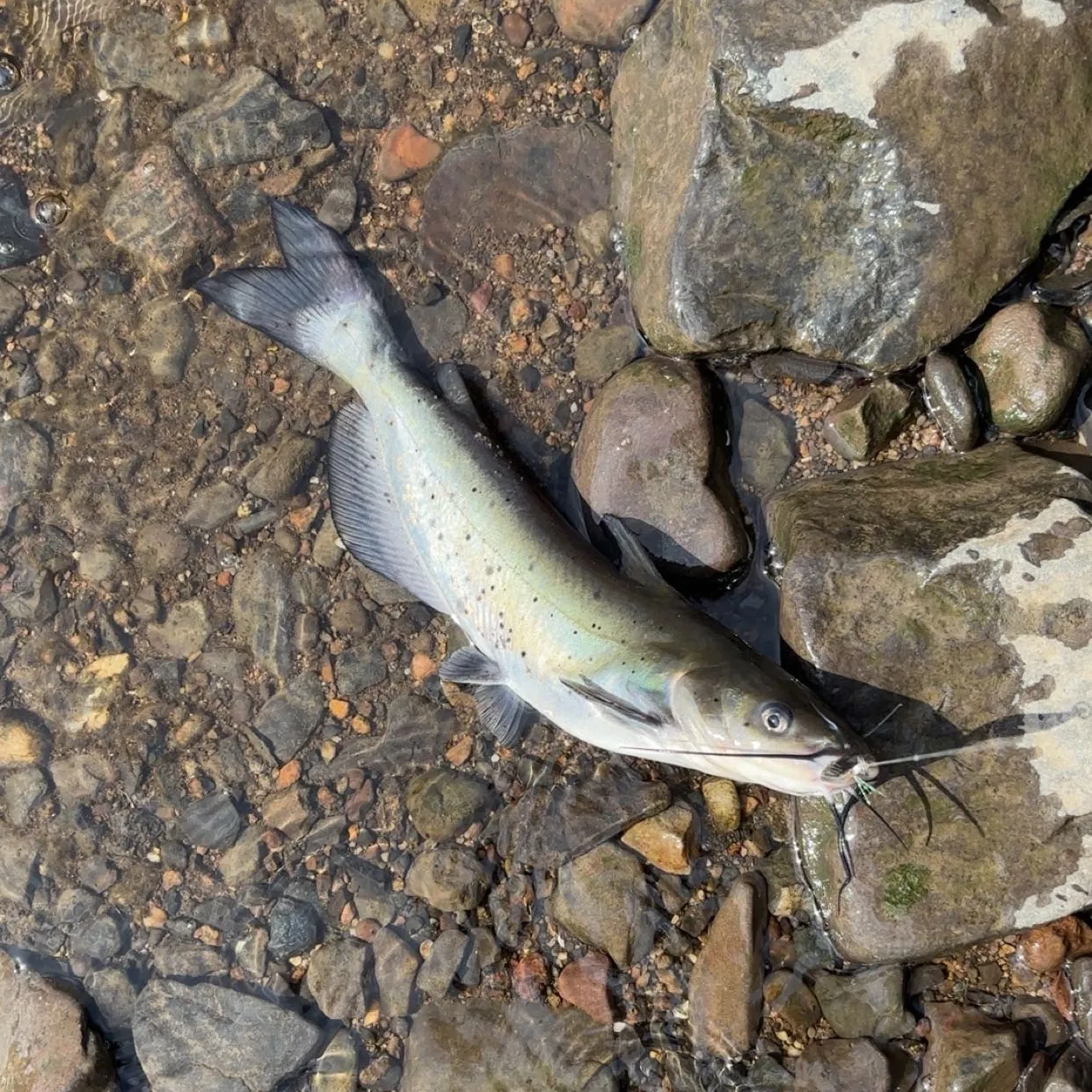 Channel catfish caught on Fishbrain