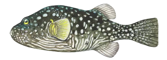 White-spotted puffer