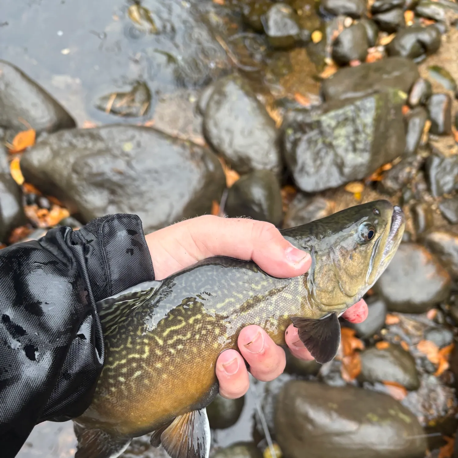 Tiger trout caught on Fishbrain
