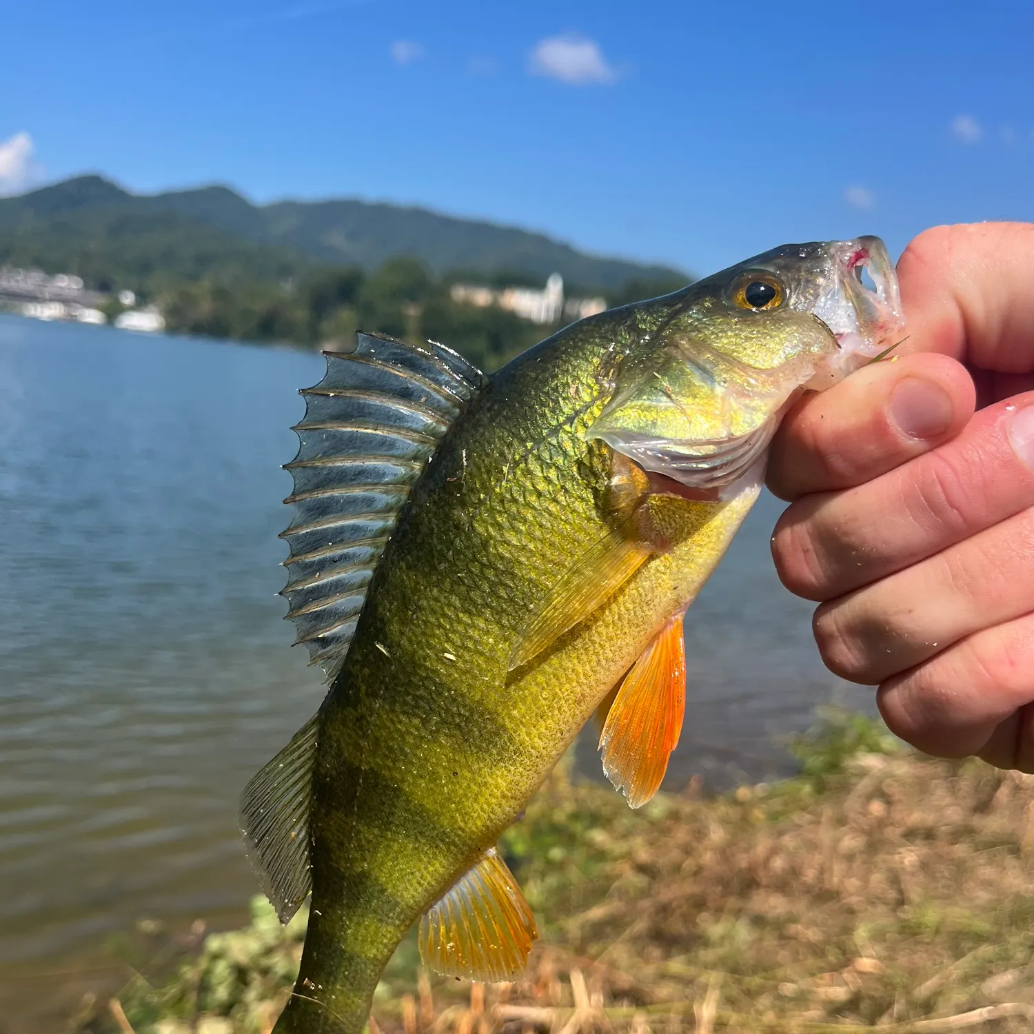 Yellow perch caught on Fishbrain