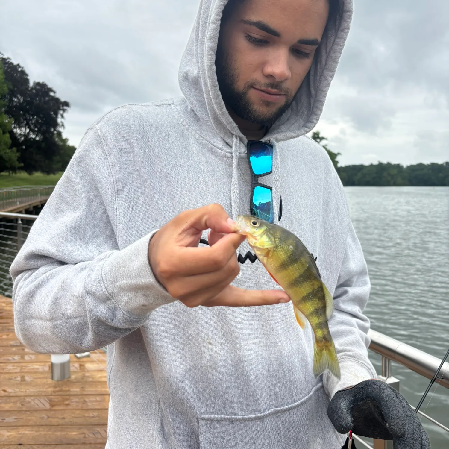 Yellow perch caught on Fishbrain