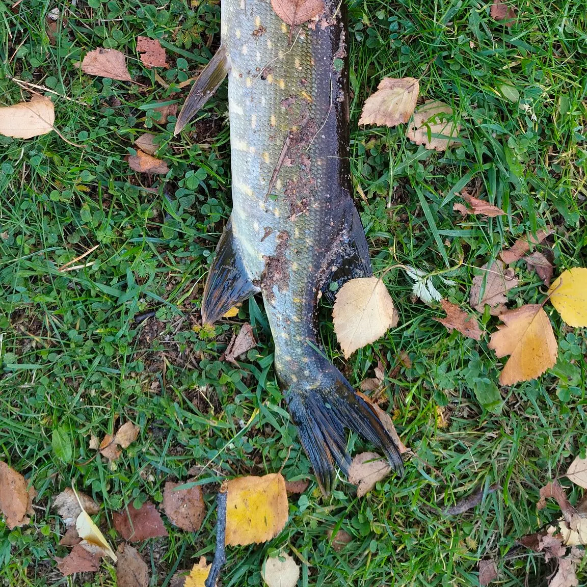 Northern pike caught on Fishbrain