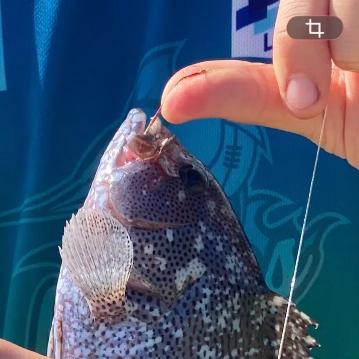 The most recent Maori rockcod catches on Fishbrain