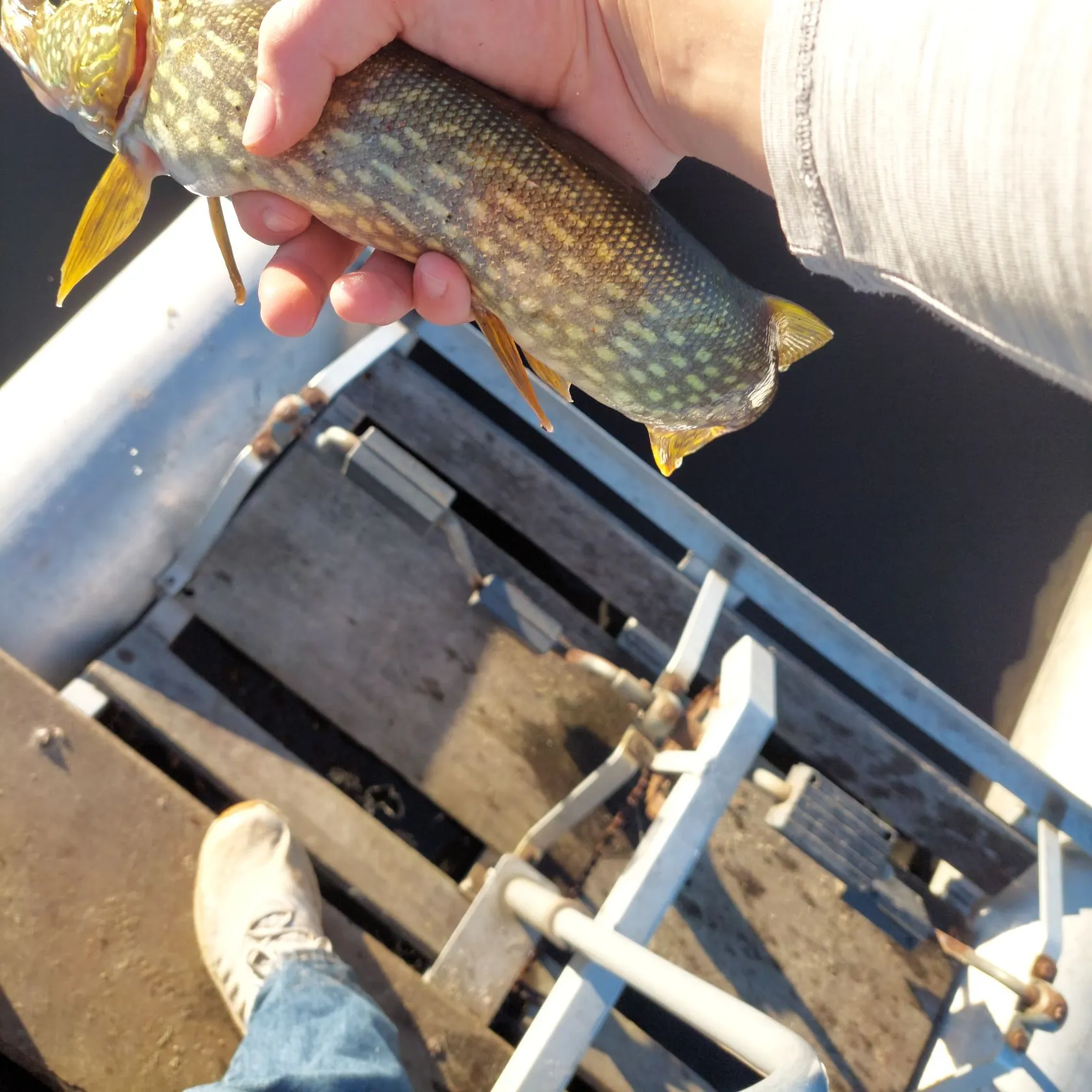 Northern pike caught on Fishbrain