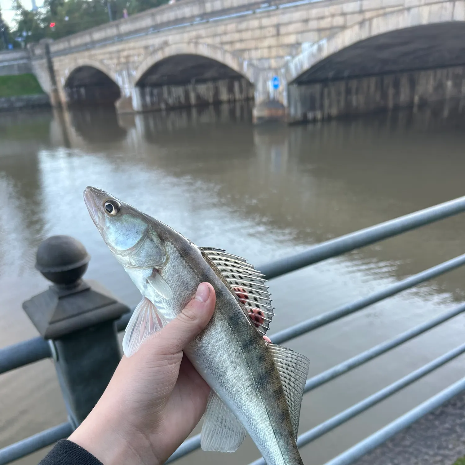 Zander caught on Fishbrain