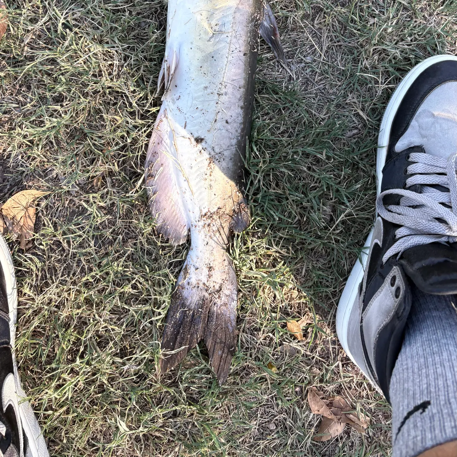 Channel catfish caught on Fishbrain