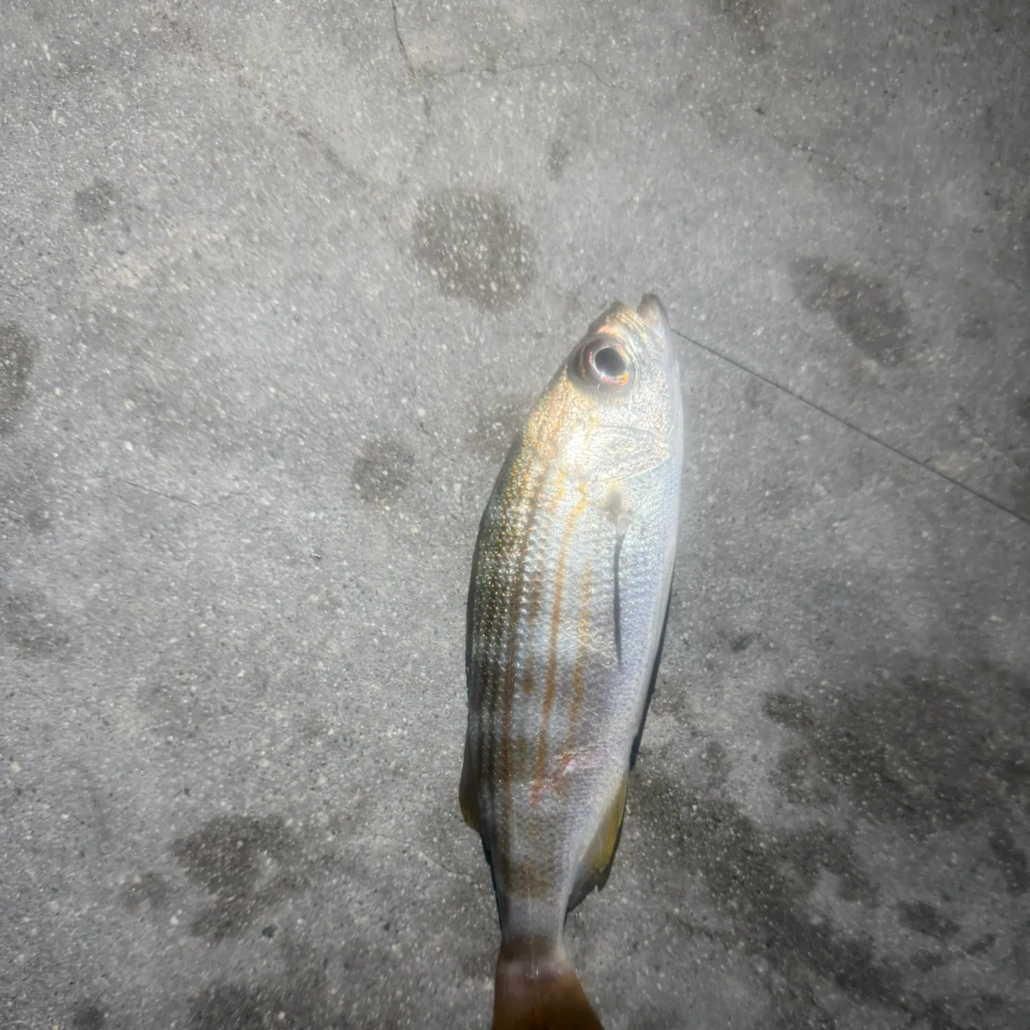 Salema porgy caught on Fishbrain