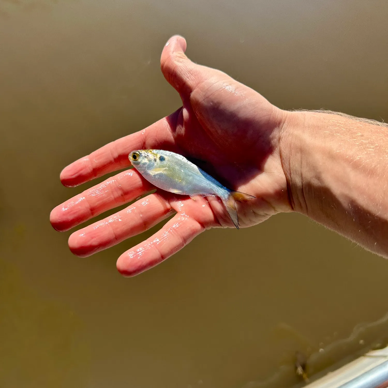 American gizzard shad caught on Fishbrain