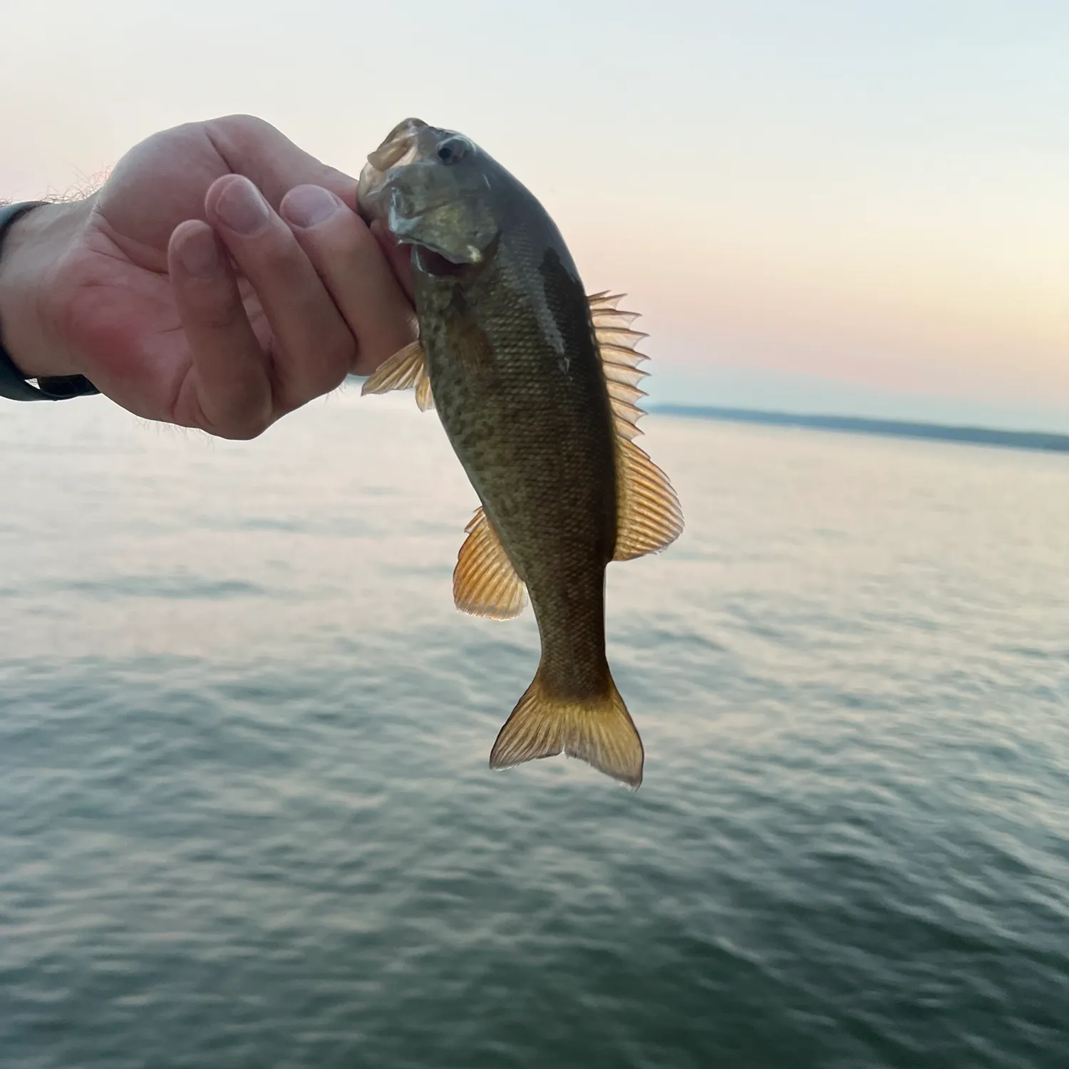 Smallmouth bass caught on Fishbrain