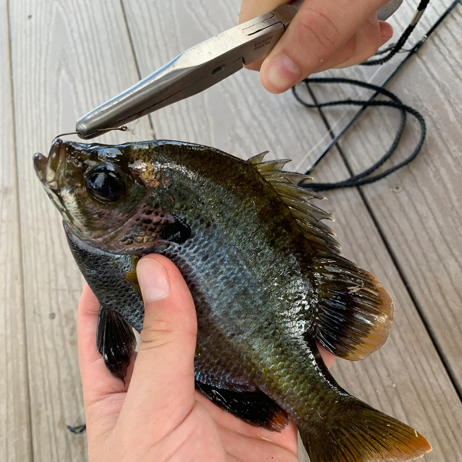 recently logged catches