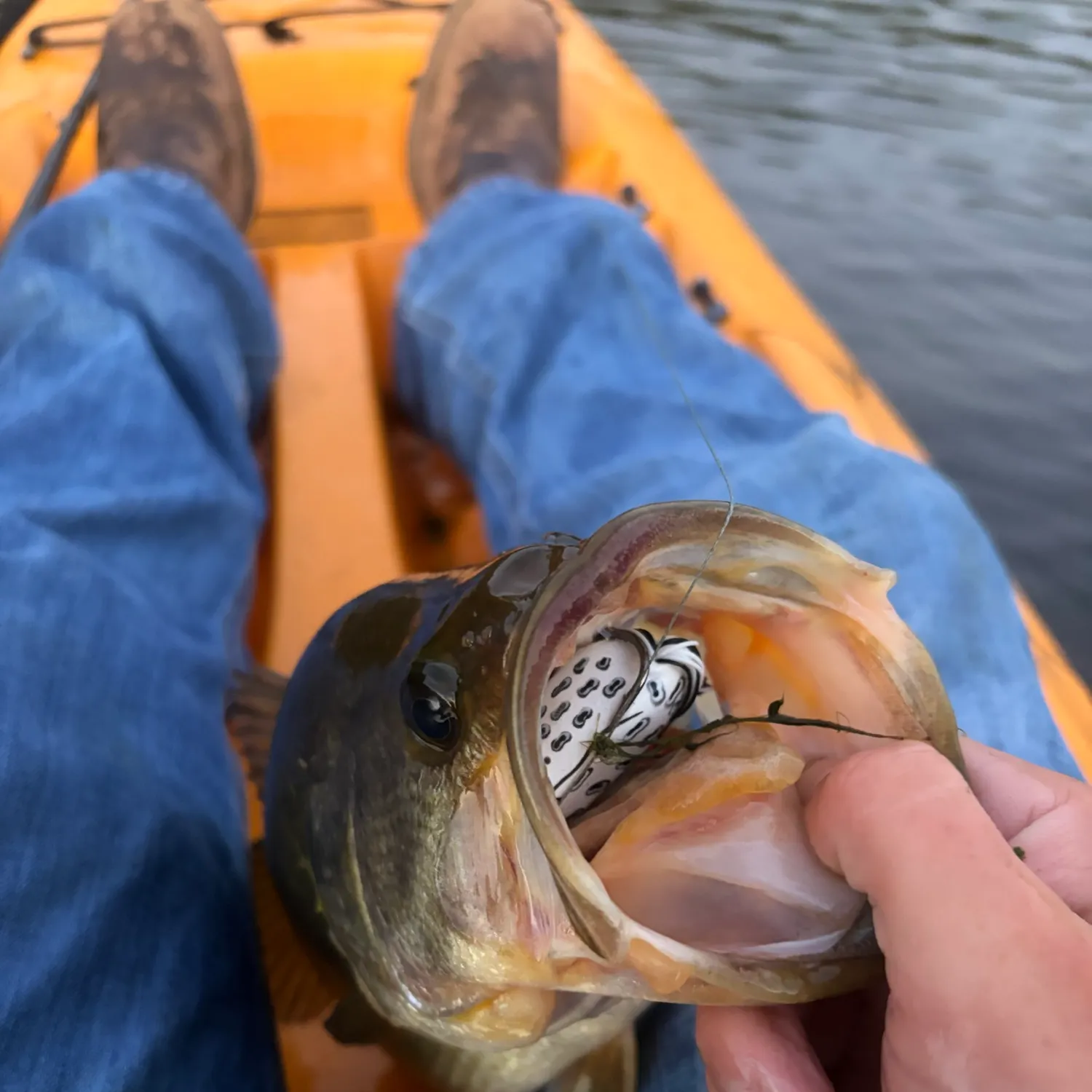 Largemouth bass caught on Fishbrain