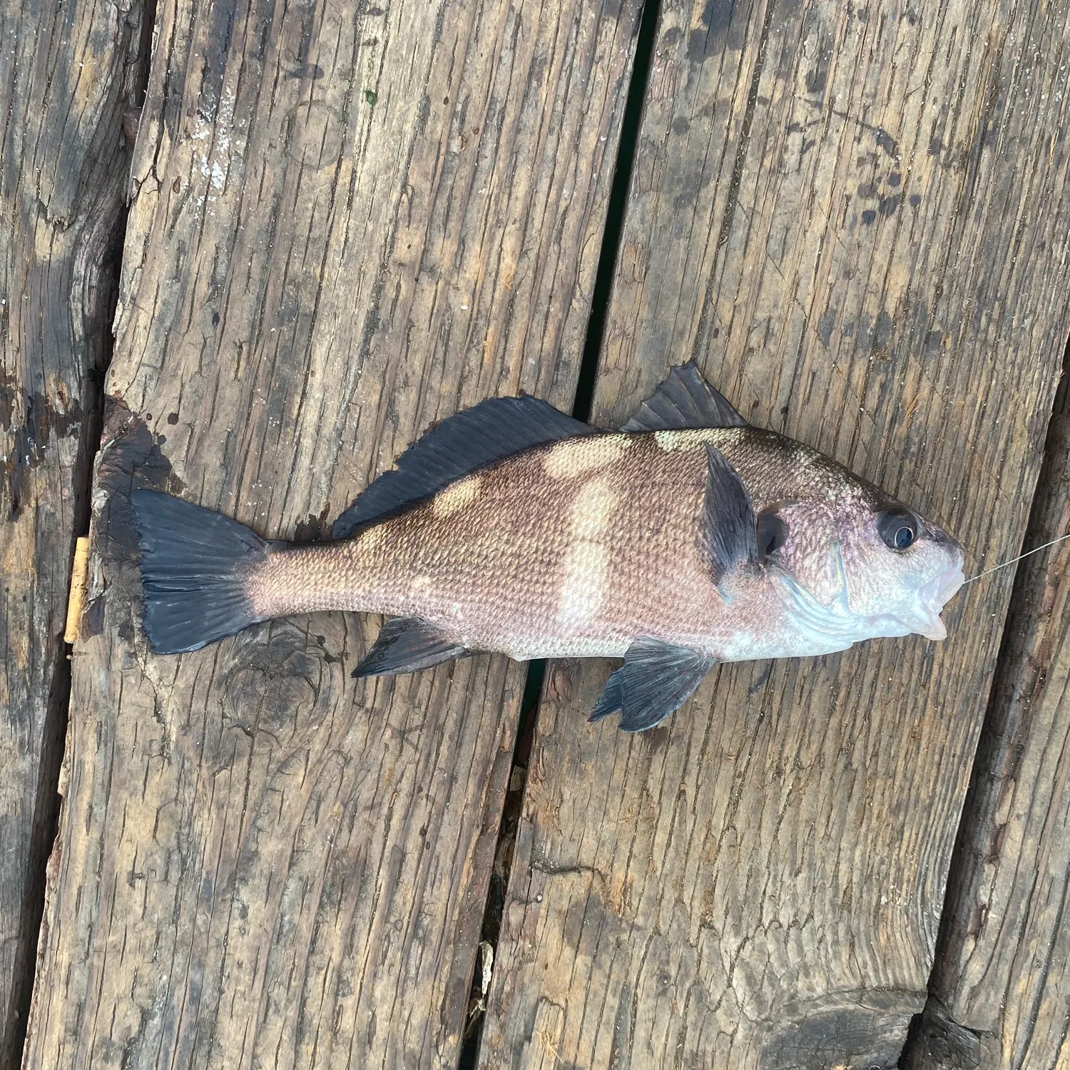 The most recent Black croaker catches on Fishbrain