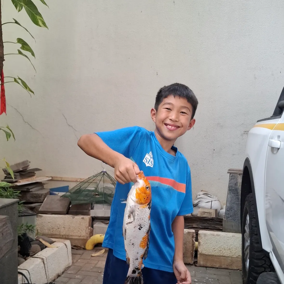 Koi carp caught on Fishbrain