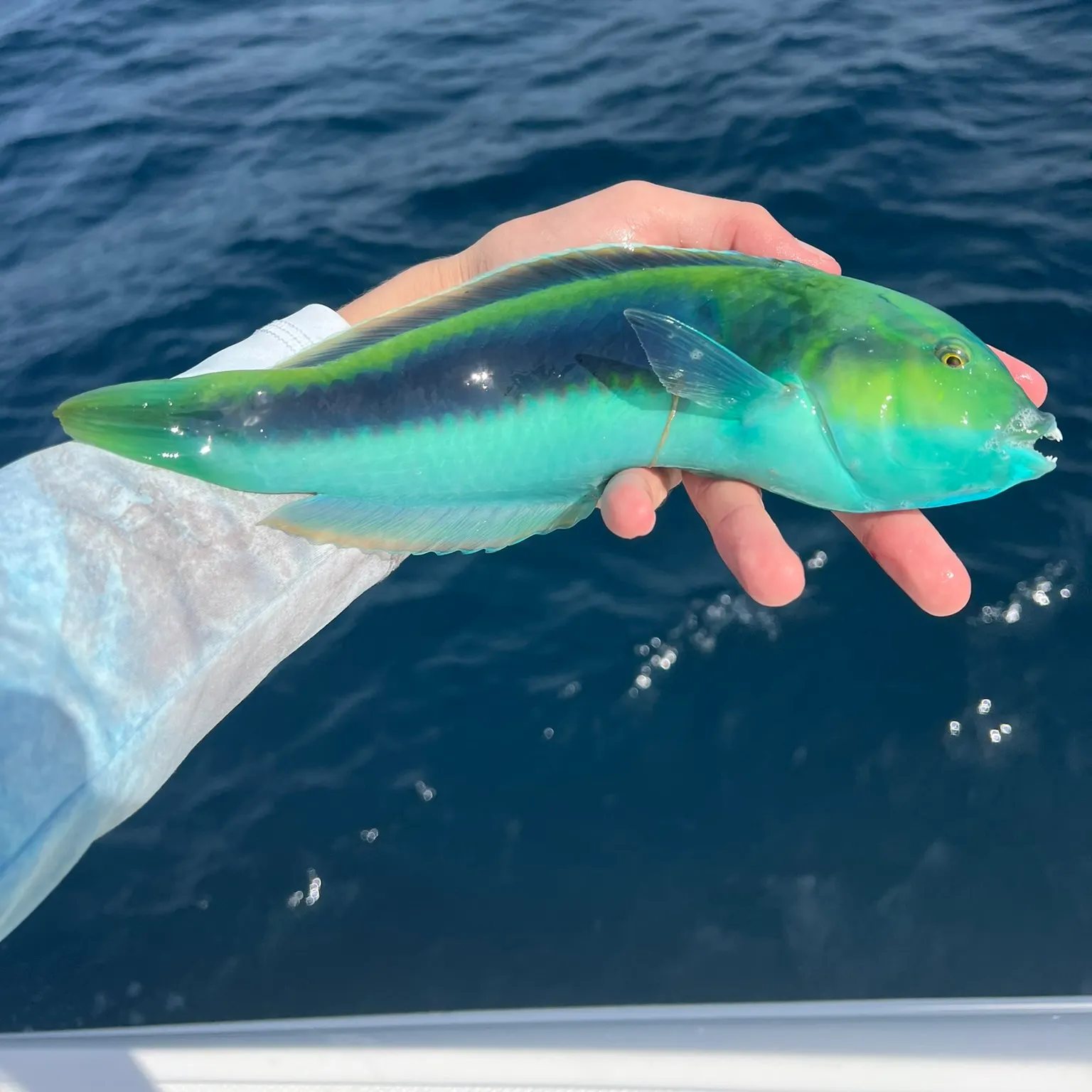 The most recent Yellowcheek wrasse catches on Fishbrain