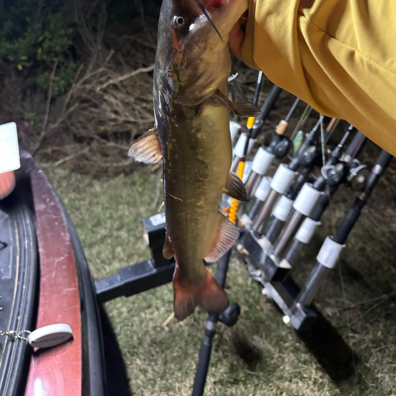 Channel catfish caught on Fishbrain