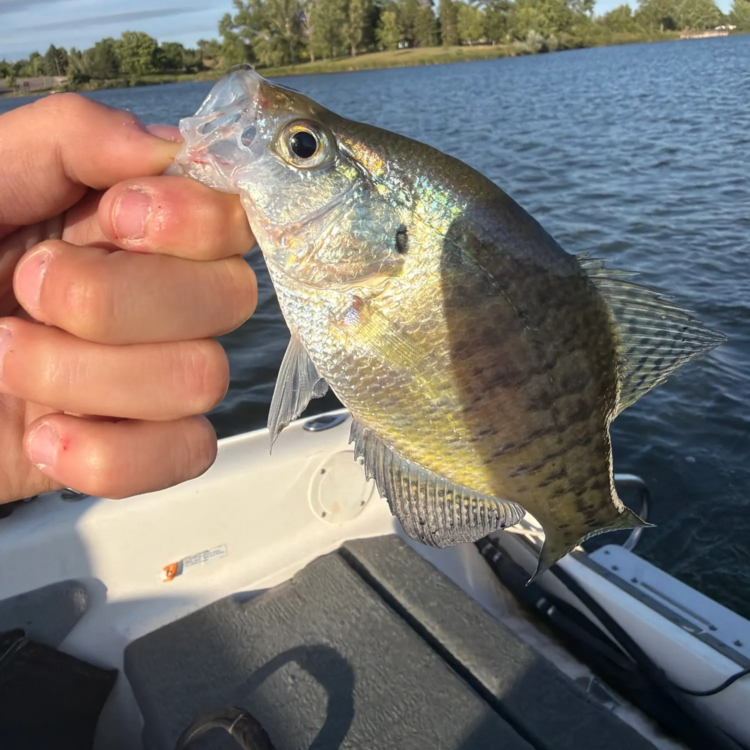 Fish caught on Fishbrain