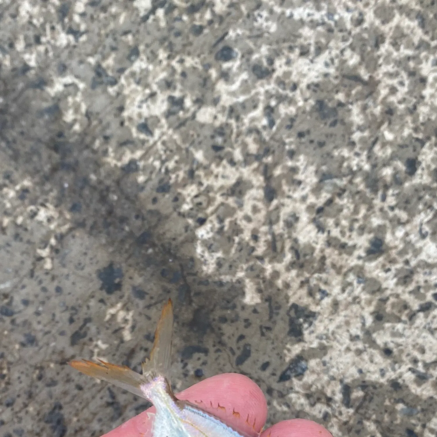 The most recent Spotnape ponyfish catches on Fishbrain