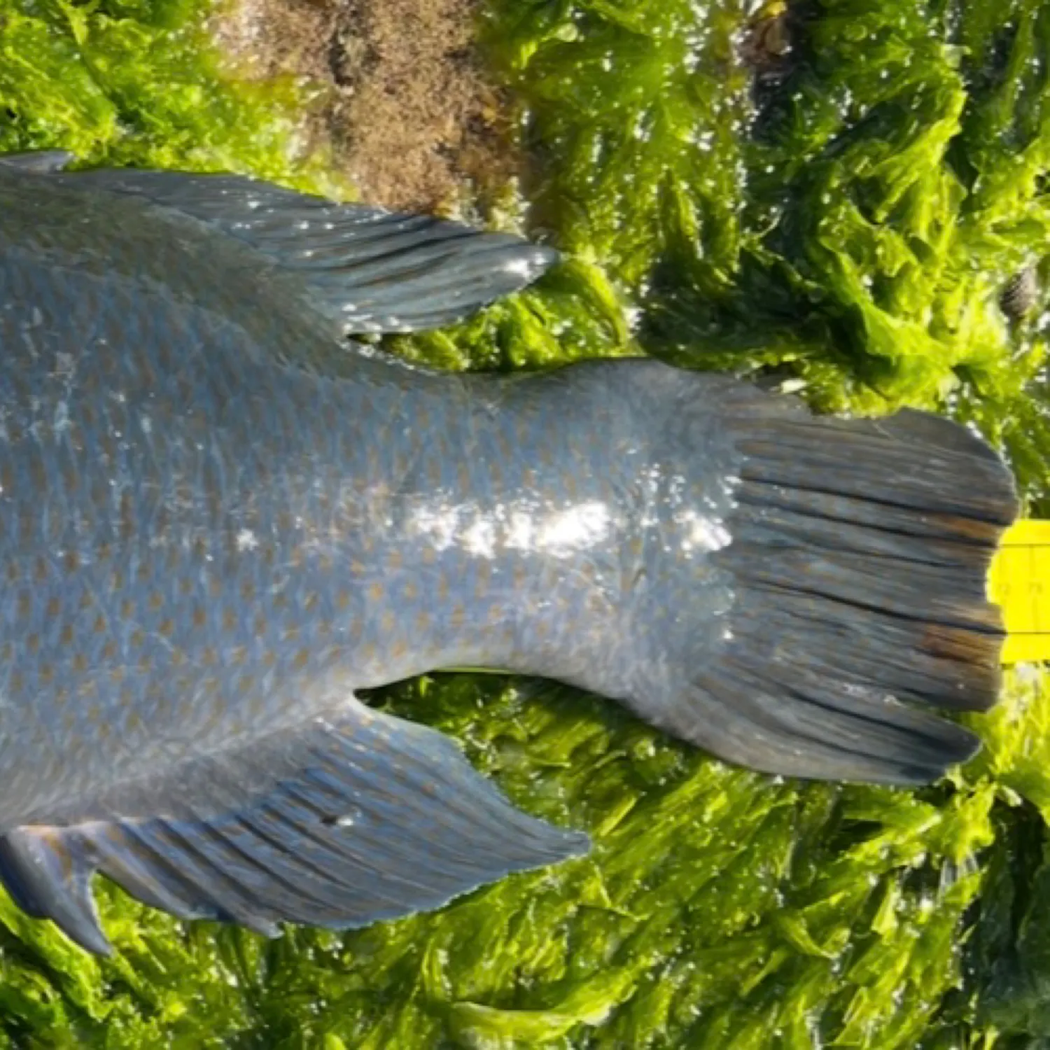 The most recent Eastern blue groper catches on Fishbrain