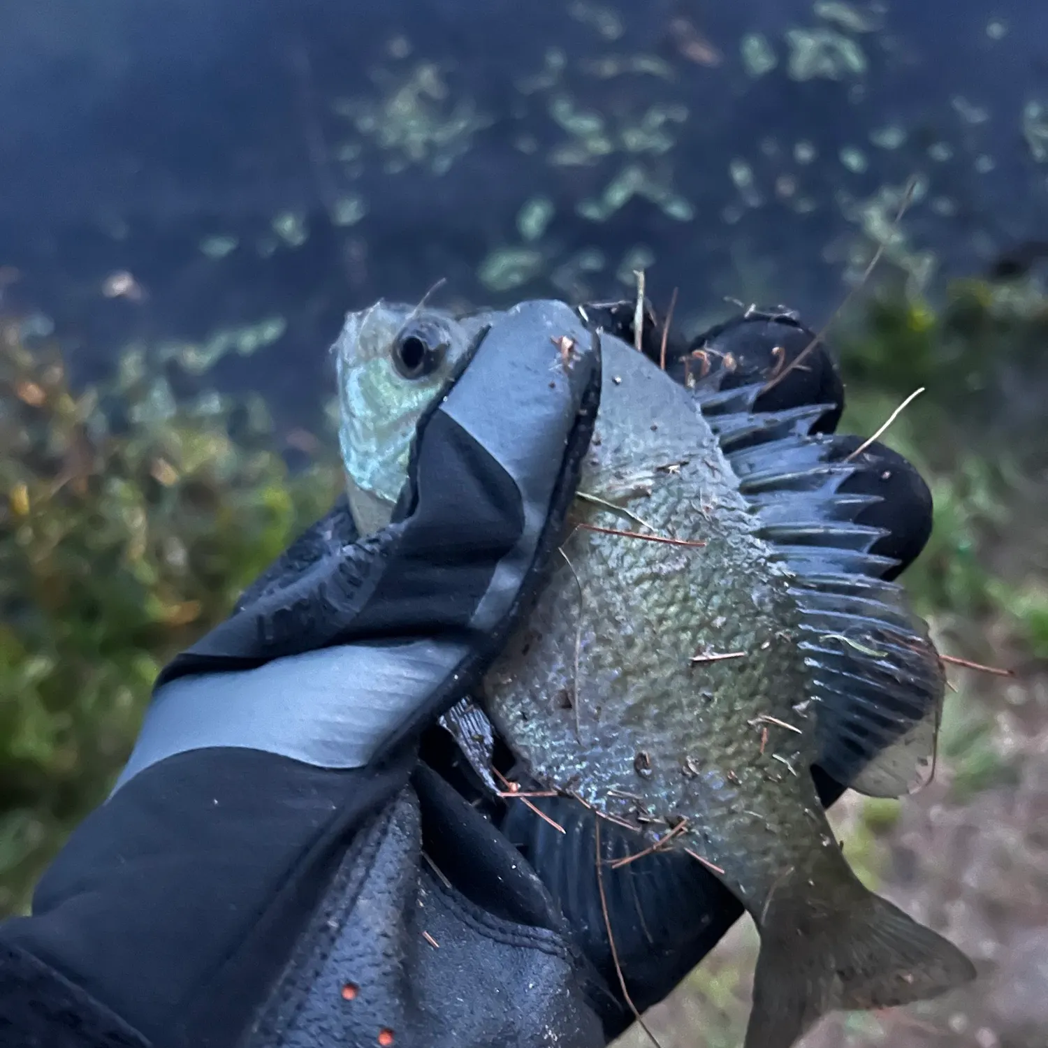 Bluegill caught on Fishbrain