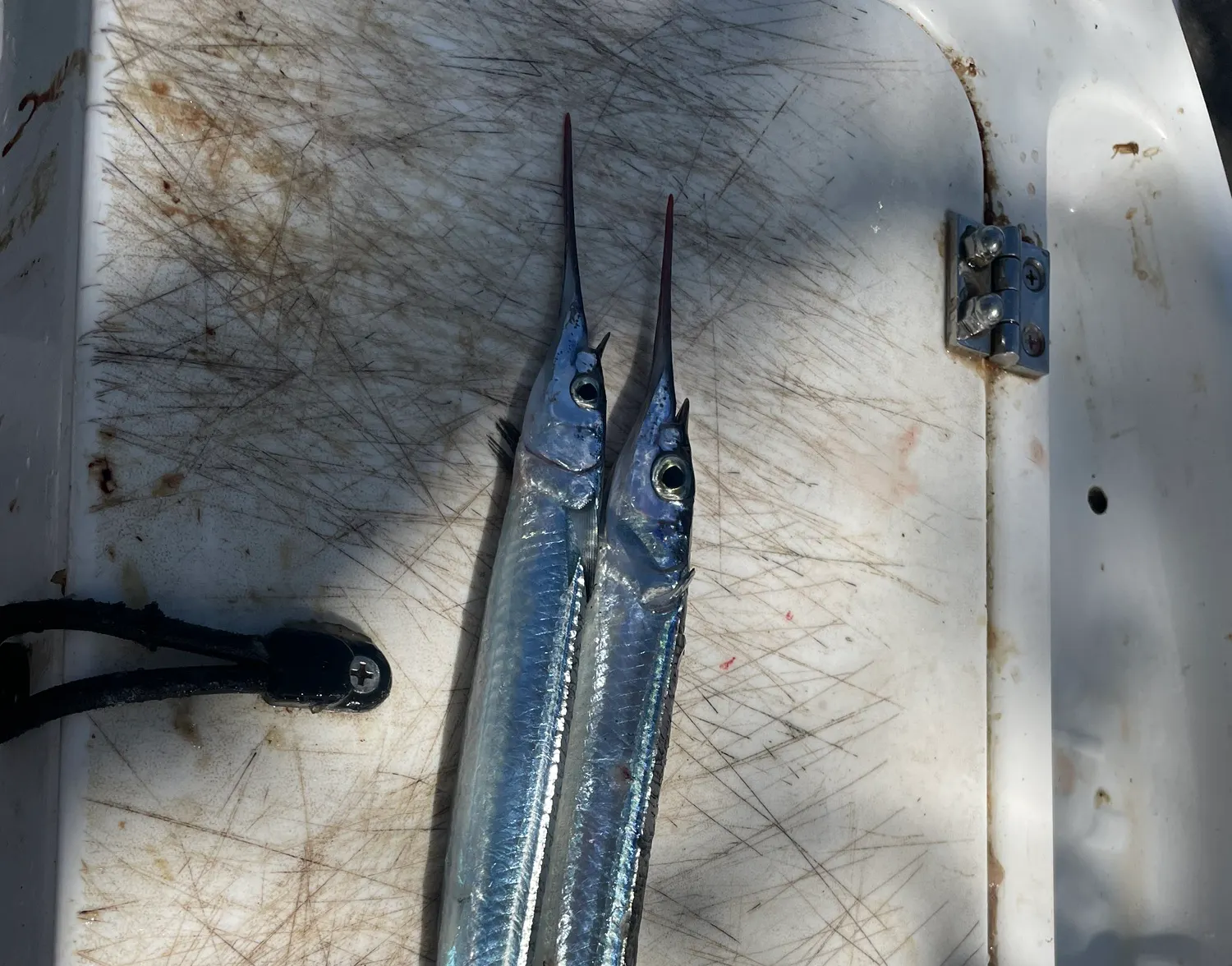 Eastern sea garfish