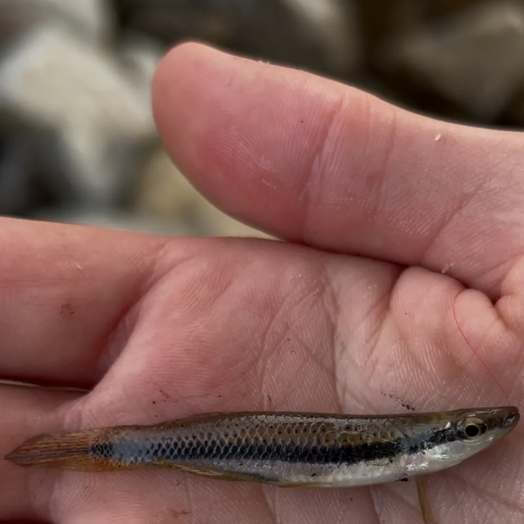 The most recent Blackspotted topminnow catches on Fishbrain