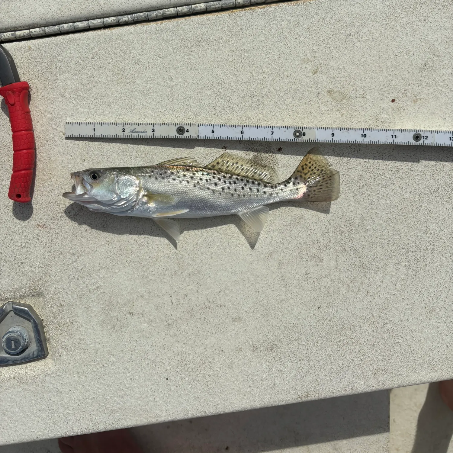 Spotted seatrout caught on Fishbrain
