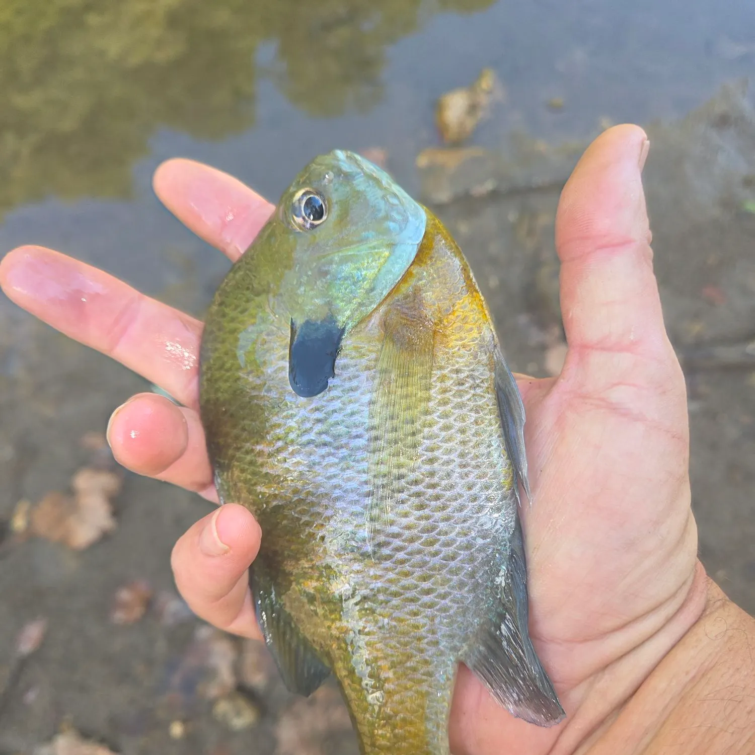 Bluegill caught on Fishbrain