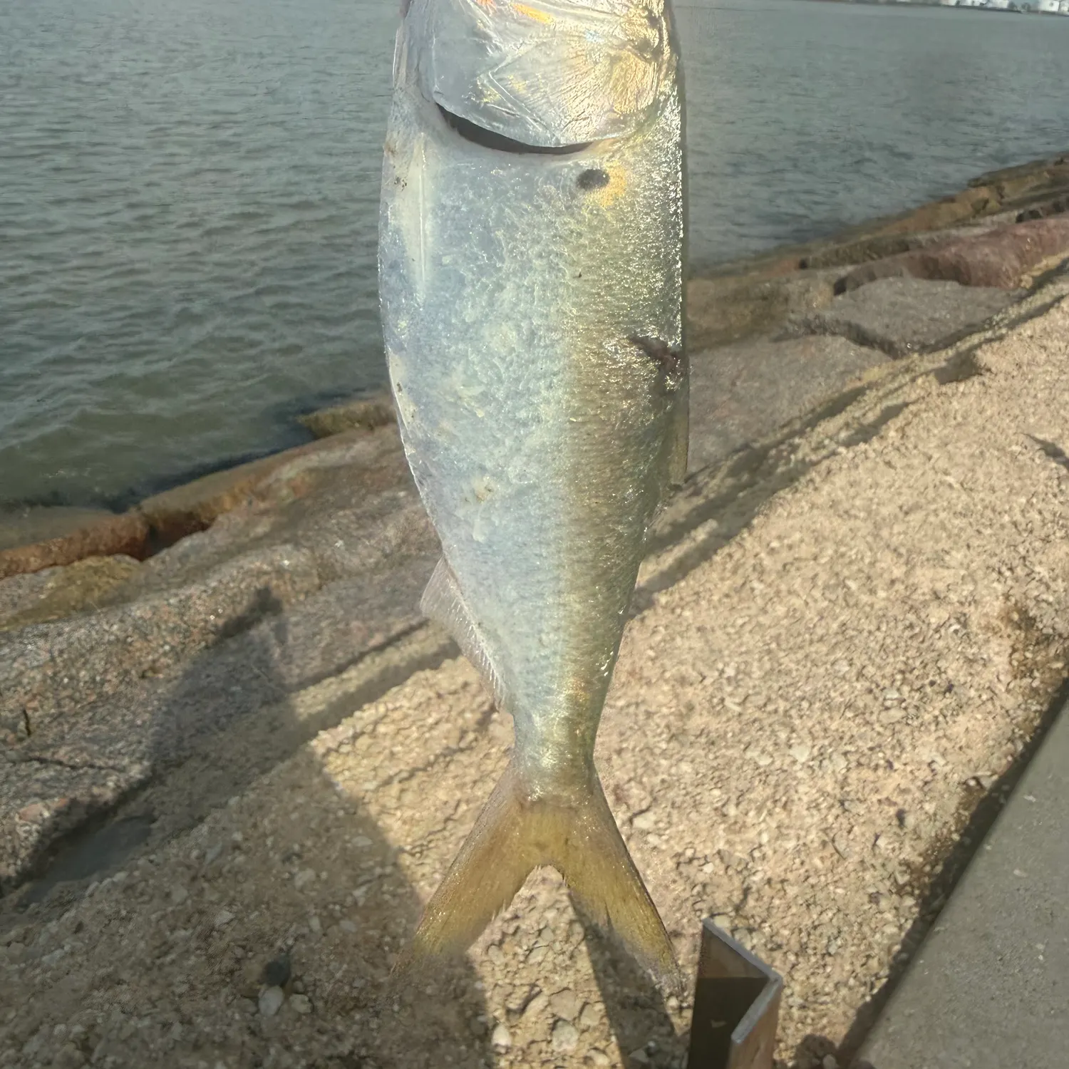 The most recent Blue runner catches on Fishbrain
