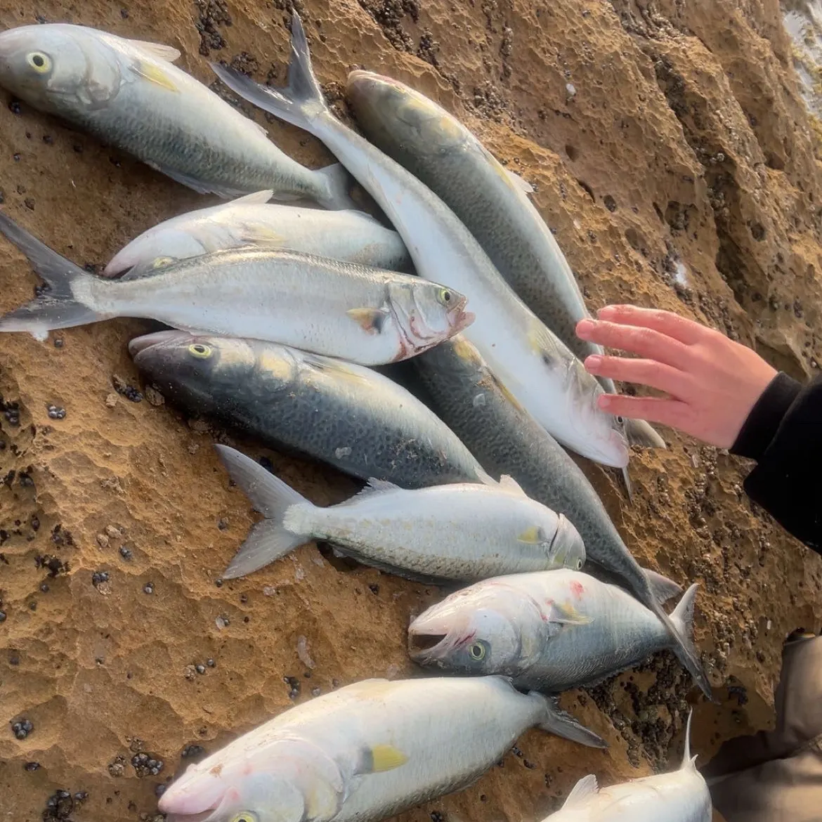 recently logged catches