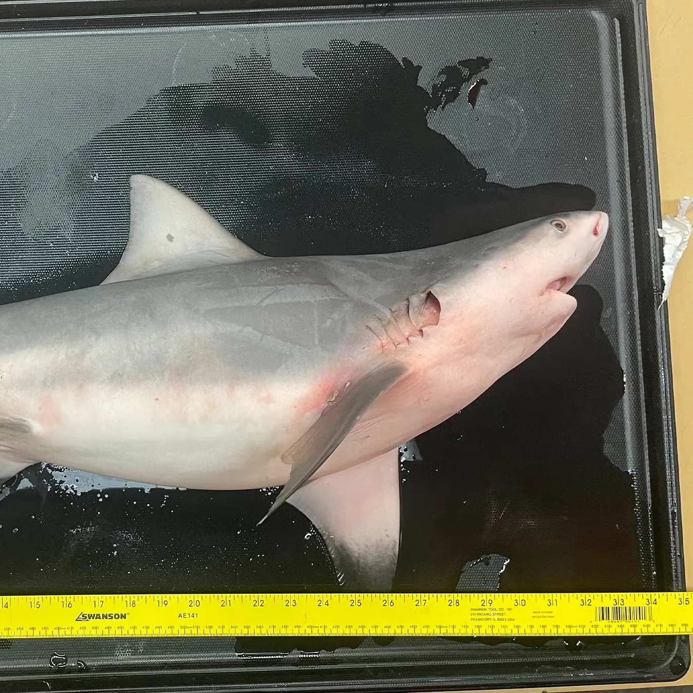 The most recent Bull shark catches on Fishbrain