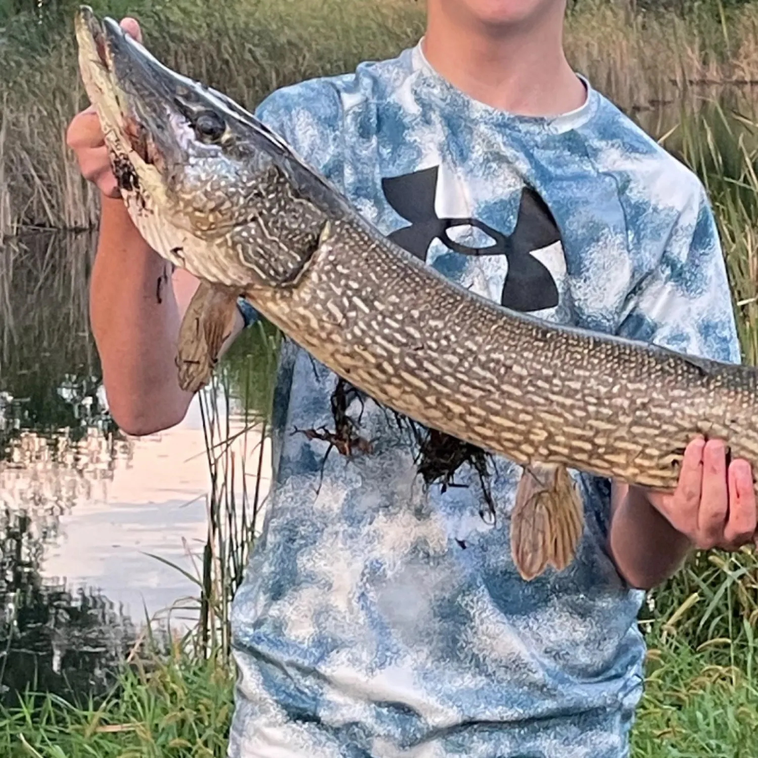 Northern pike caught on Fishbrain