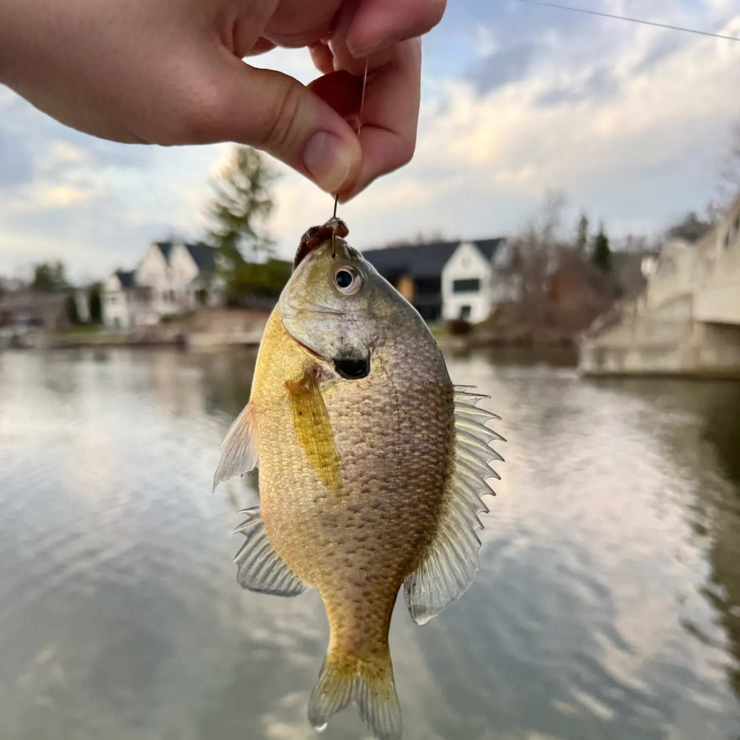The most recent Bluegill catches on Fishbrain