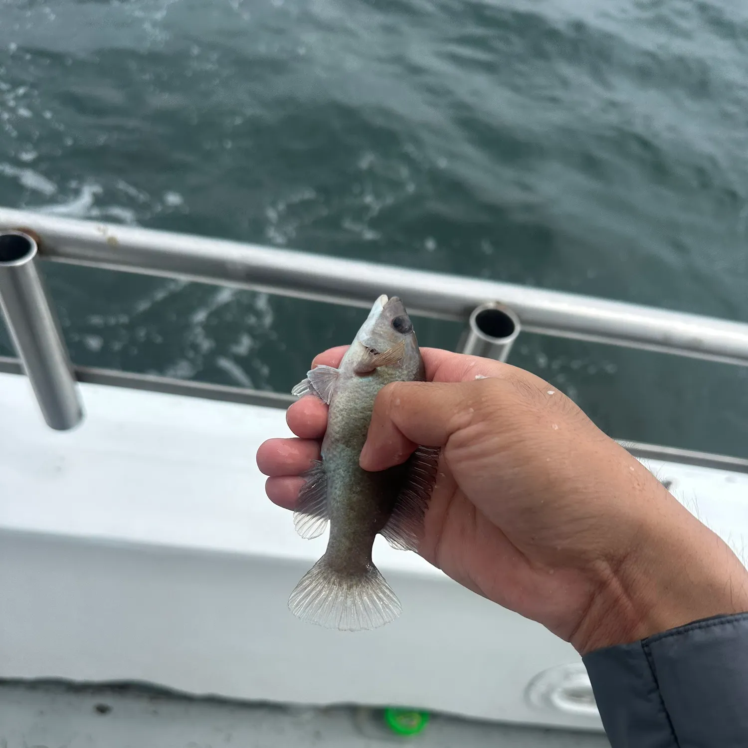 The most recent Cunner catches on Fishbrain