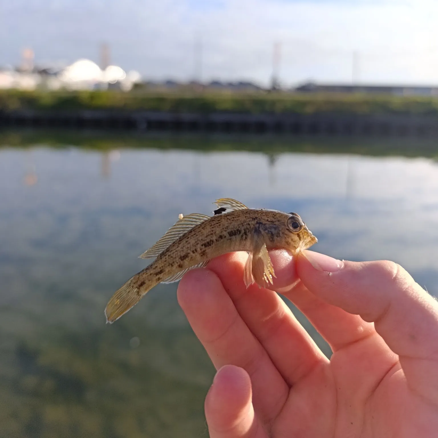 Round goby caught on Fishbrain