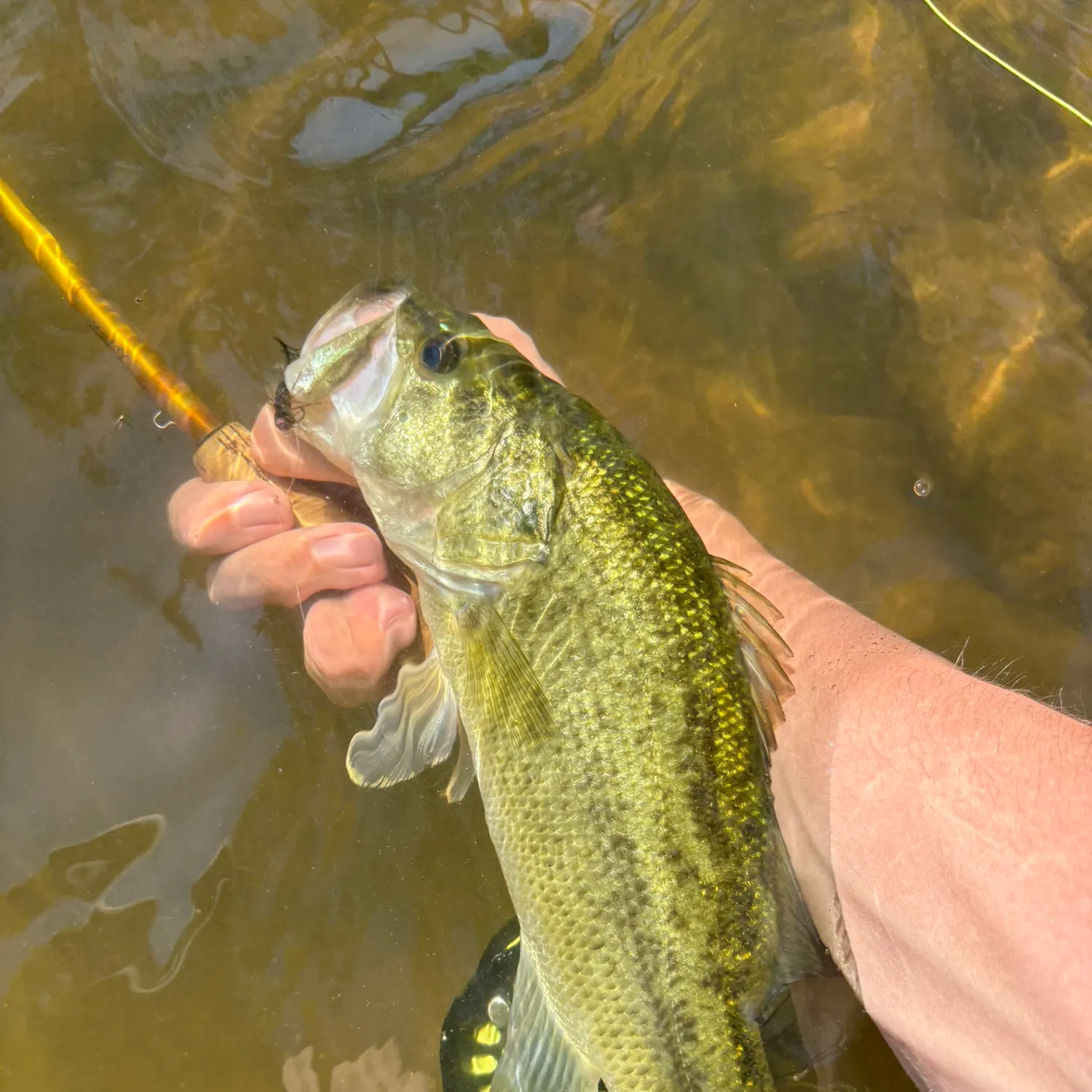 Largemouth bass caught on Fishbrain